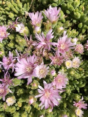 Drosanthemum candens