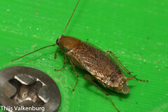 Planuncus tingitanus