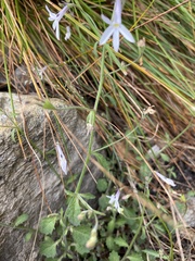 Lobelia pubescens
