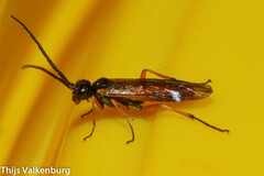 Apethymus filiformis