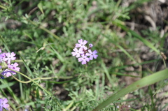Glandularia dissecta