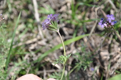 Glandularia dissecta