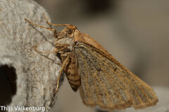 Dasypteroma thaumasia