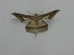 Krananda latimarginaria