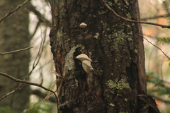 Trametes suaveolens