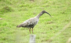 Theristicus caerulescens
