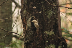 Trametes suaveolens