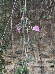 Podranea ricasoliana