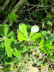 Cussonia thyrsiflora