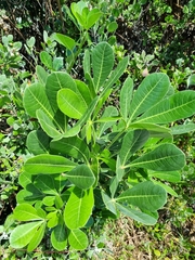 Cussonia thyrsiflora