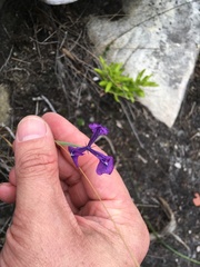 Moraea tripetala