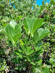 Cussonia thyrsiflora