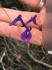 Moraea tripetala
