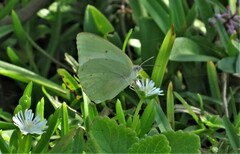 Catopsilia florella