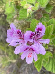Pelargonium cucullatum
