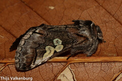 Diloba caeruleocephala