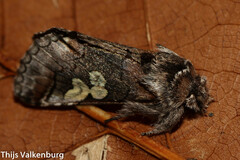 Diloba caeruleocephala