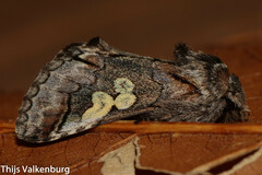 Diloba caeruleocephala