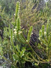Struthiola striata