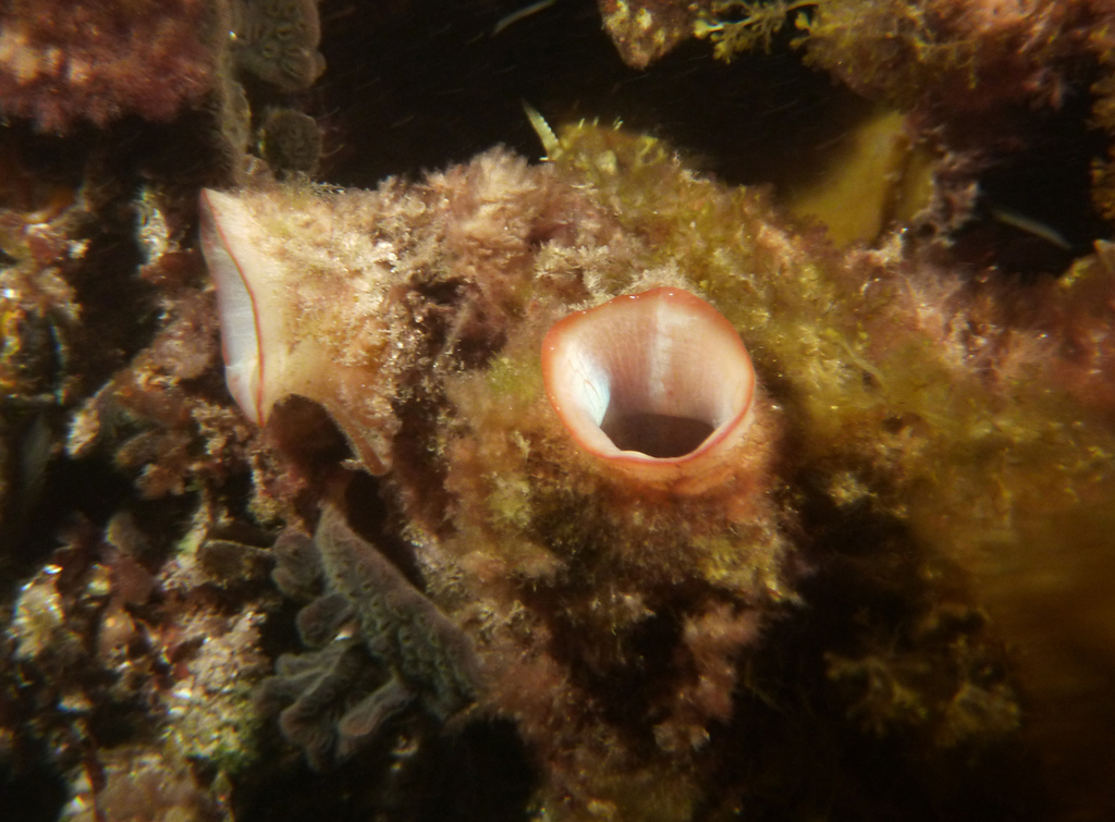Mauve-Mouth Ascidian
