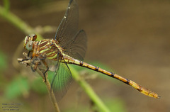 Aphylla angustifolia
