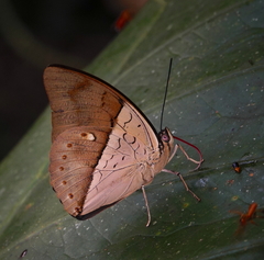 Archaeoprepona amphimachus