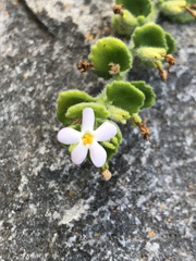 Chaenostoma hispidum