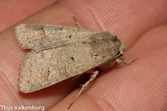 Ammoconia caecimacula