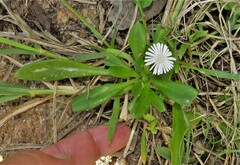 Delosperma