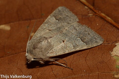 Ammoconia caecimacula