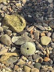 Strongylocentrotus purpuratus