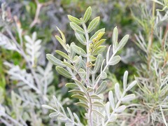 Schinus lentiscifolia