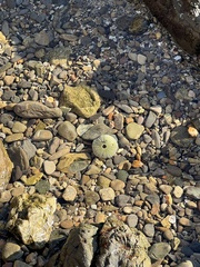 Strongylocentrotus purpuratus