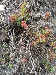 Lampranthus falciformis