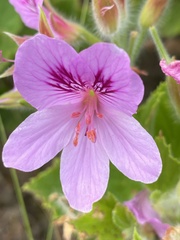 Pelargonium cucullatum
