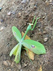 Stagmatoptera