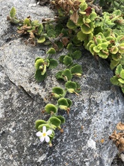 Chaenostoma hispidum