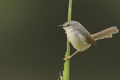 Prinia subflava affinis