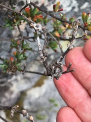 Lampranthus falciformis