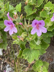 Pelargonium cucullatum