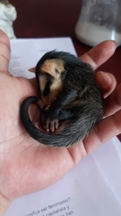 Didelphis albiventris
