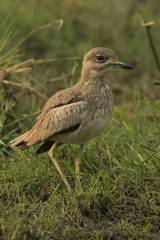 Burhinus vermiculatus