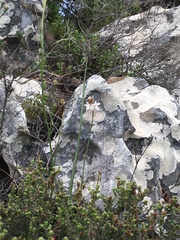 Chlorophytum graminifolium