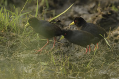 Zapornia flavirostra