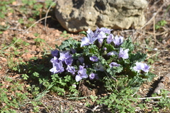 Mandragora autumnalis