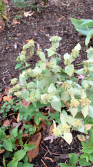 Pycnanthemum muticum
