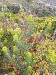 Erica abietina