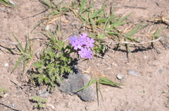 Glandularia venturii