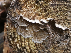 Stereum sanguinolentum