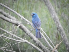 Cyanoloxia glaucocaerulea